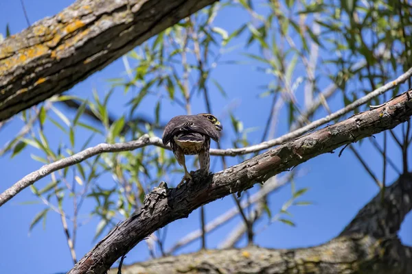 Merlin Falco Columbarius Juvenile Bird Small Species Falcon Natural Scene — ストック写真