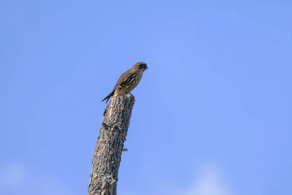 Merlin Falco Columbarius Juvenile Bird Small Species Falcon Natural Scene — 图库照片