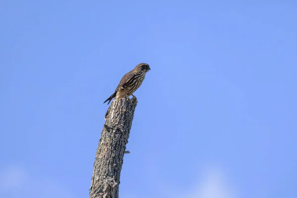 Merlin Falco Columbarius Juvenile Bird Small Species Falcon Natural Scene — Stock fotografie