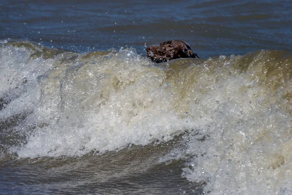 Dog Playing Waves Lake Michigan — Zdjęcie stockowe