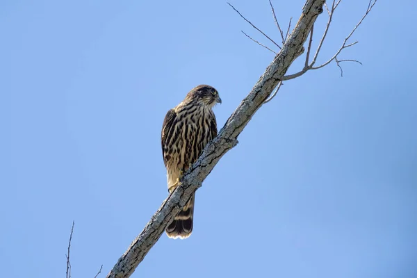 Merlin Falco Columbarius Juvenile Bird Small Species Falcon Natural Scene — Fotografia de Stock