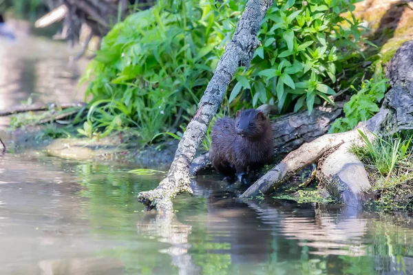 American Mink Neogale Vison Hunt — Stockfoto