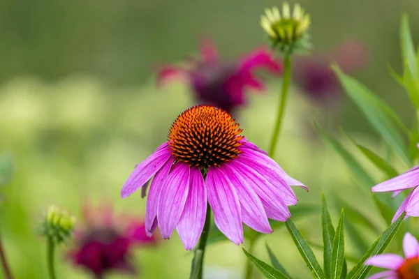 Flowers Which Commonly Called Coneflowers Echinacea Pale Purple Coneflower Threatened — Fotografia de Stock