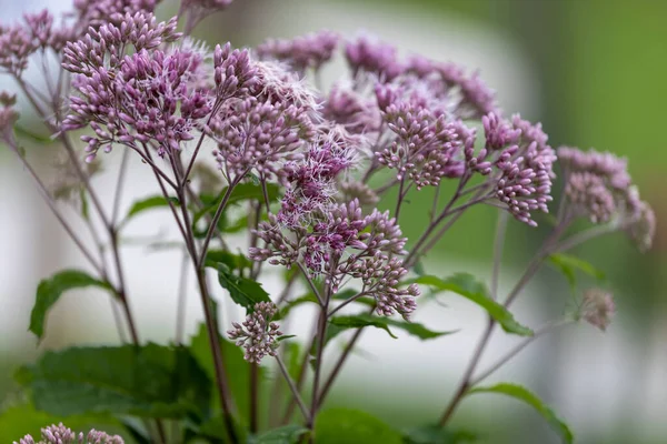 Joe-Pye weeds ( Eutrochium ) are native plant to the United States and Canada