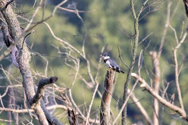 Belted Kingfisher Megaceryle Alcyon Migration Bird Native North America Kingfisher — Photo