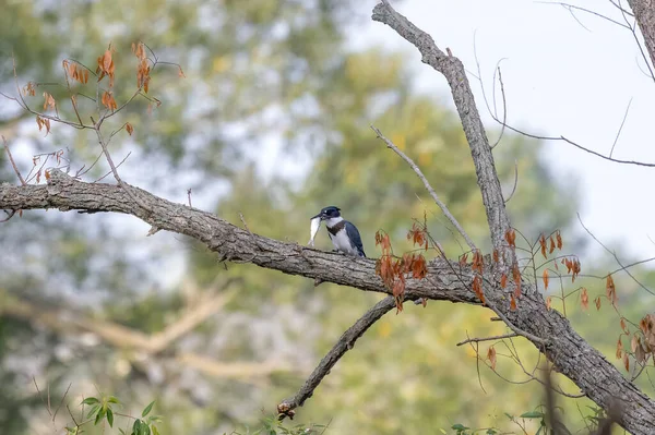 Belted Kingfisher Megaceryle Alcyon Migration Bird Native North America Kingfisher — Foto de Stock