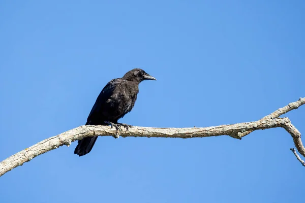 Americká Vrána Corvus Brachyrhynchos Sedící Vrcholku Stromu — Stock fotografie