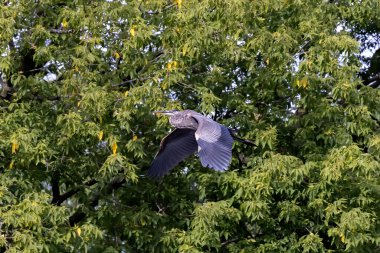 Büyük Mavi Balıkçıl (