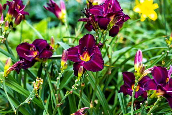 Beautiful late summer and fall flower garden