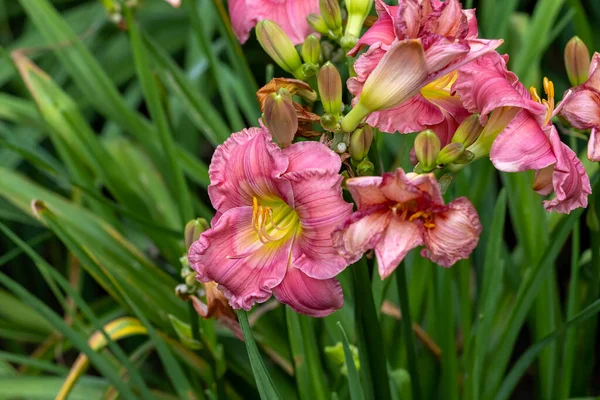 Beautiful late summer and fall flower garden