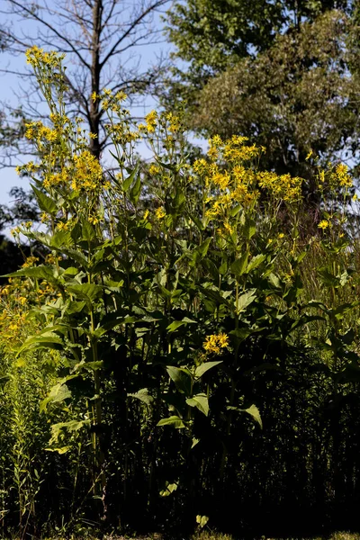 Cup Plant Silphium Perfoliatum Native Eastern Central North America Cupplant — Zdjęcie stockowe