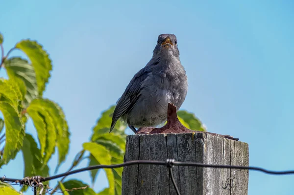 Der Graue Katzenvogel Dumetella Carolinensis Auf Dem Zaun — Stockfoto