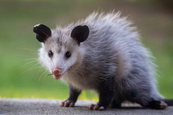 버지니아 주머니쥐 Didelphis Virginiana 올해의 새끼가 사람사는 곳에서 마시러 왔어요 — 스톡 사진