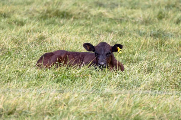 Een Klein Kalf Liggend Een Weiland — Stockfoto