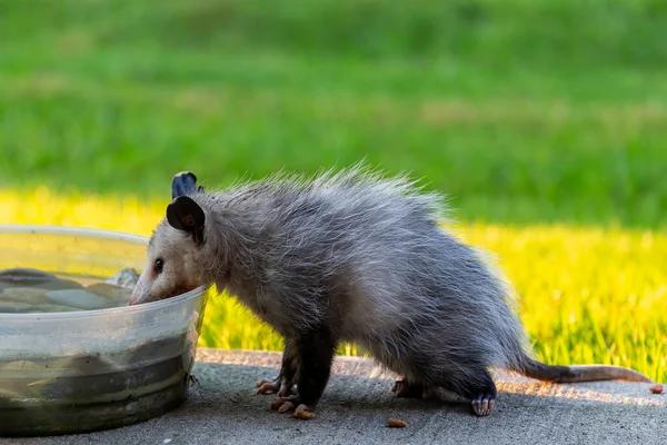 Virginia Opossum Didelphis Virginiana Cachorro Mayor Este Año Vino Beber — Foto de Stock