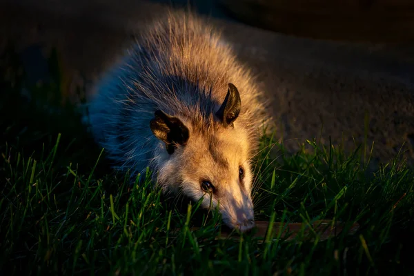 Virginia Opossum Didelphis Virginiana Årets Äldre Unge Kom Att Dricka — Stockfoto
