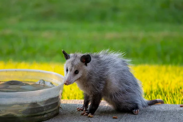 버지니아 주머니쥐 Didelphis Virginiana 올해의 새끼가 사람사는 곳에서 마시러 왔어요 — 스톡 사진