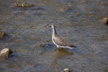 Nehirde daha az sarı bacaklar (Tringa flavipes).