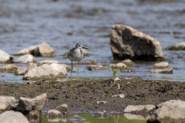 Nehirdeki sığ sularda yiyecek arayan bir sahil kuşu.