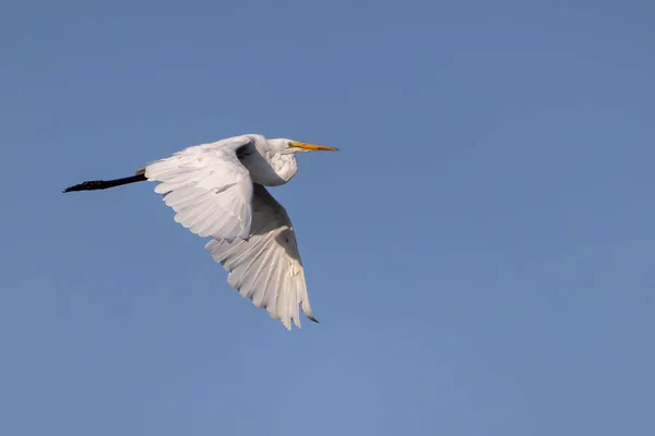 Большая Цапля Ardea Alba Известная Обыкновенная Цапля Большая Цапля Большая — стоковое фото