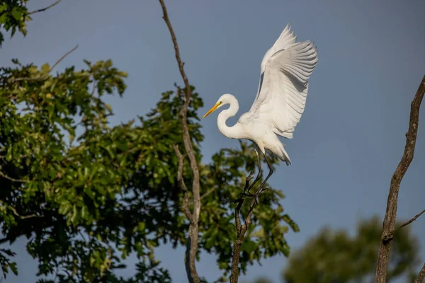 The great egret (Ardea alba)  also known as the common egret, large egret, or  great white egret or great white heron