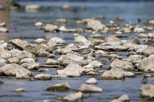 Береговые Птицы Ищут Пищу Мелководье Реке — стоковое фото