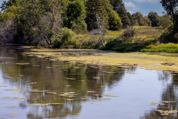 The river overgrowing with aquatic invasive plants