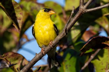Amerikan ispinozu (Spinus tristis) çitin üzerinde