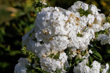 Pürüzsüz ortanca, yabani ortanca, yedi ağaç kabuğu veya bazı durumlarda koyun çiçeği olarak bilinen bitki ağaçları Amerika Birleşik Devletleri 'nin doğusuna özgüdür.