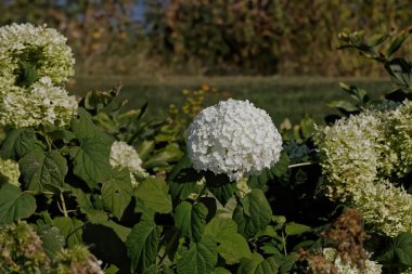The Plant Hydrangea arborescens commonly known as smooth hydrangea, wild hydrangea, sevenbark, or in some cases, sheep flower, is native to the eastern United States clipart