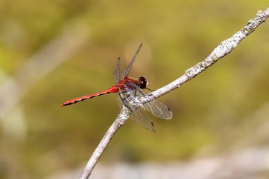 Bataklıktaki Band-kanatlı çayırşahini (Sympetrum semicinctum).