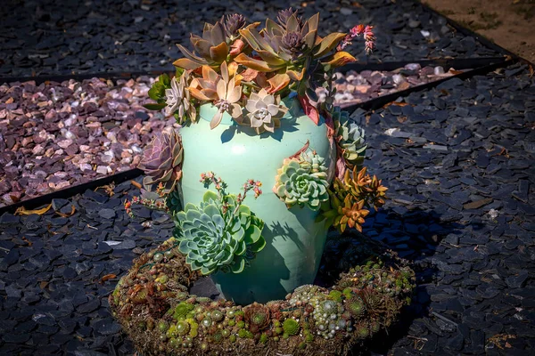 Die Dekorativen Blumentöpfe Mit Sukkulenten — Stockfoto