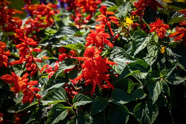 Salvia Splendens Sauge Écarlate Sauge Tropicale Fleur Couleur Rouge Vif — Photo