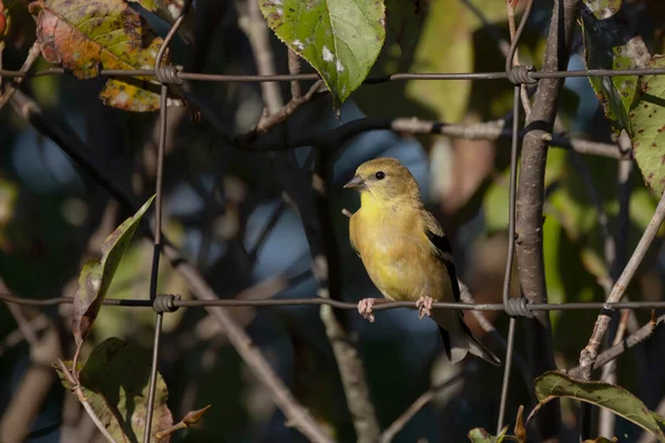 Amerikansk Gulfink Spinus Tristis Staketet — Stockfoto