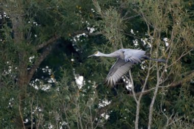 Kum tepesi turnaları (Antigone canadensis) nehir kıyısına bir geceliğine geliyor