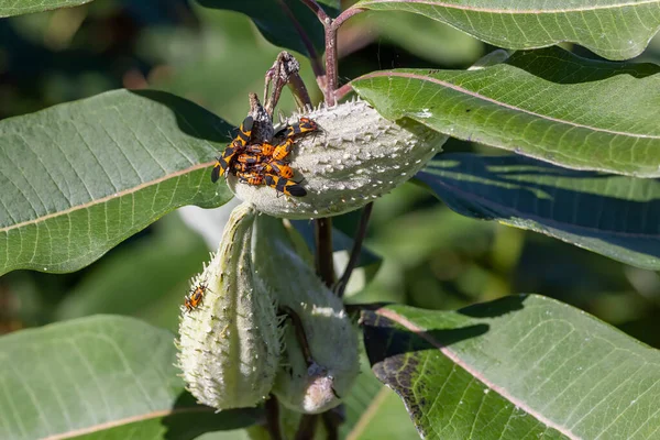 Büyük Yosun Böceği Oncopeltus Fasciatus — Stok fotoğraf