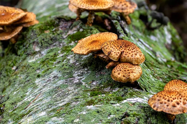 Fungos Destruidores Madeira Outono Que Crescem Troncos Tocos Velhos — Fotografia de Stock