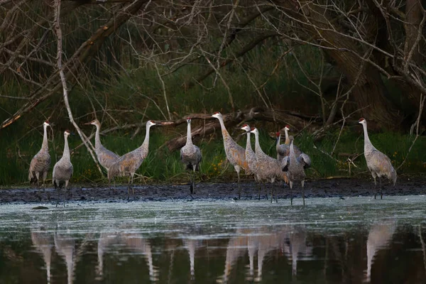 The Sandhill cranes arrive to sleep at night Usually sleep at night standing on the ground in shallow water