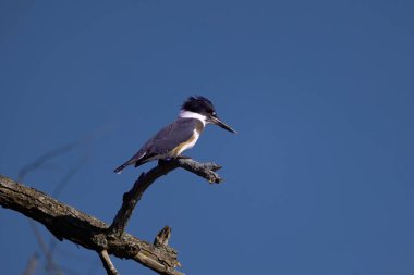 The belted kingfisher (Megaceryle alcyon) Migration bird native to North America. The kingfisher is often seen perched on trees, posts, or other convenient vantage points near the water.