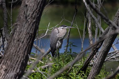 Büyük mavi balıkçıl (