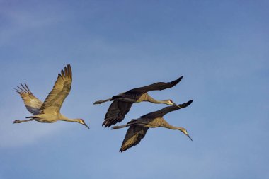 Sandhill vinç (Antigone canadensis) uçuş