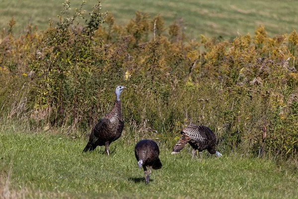 Dinde Sauvage Meleagris Gallopavo Dans Prairie — Photo