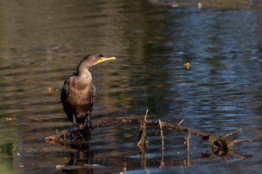 Nehir üzerinde çift tepeli karabataklar (Phalacrocorax aurituson) dinleniyor