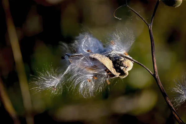 The Milkweed seeds. Common milkweed (Asclepias syriaca) knows as butterfly flower, silkweed, silky swallow-wort, and Virginia silkweed, is a species of flowering plant.