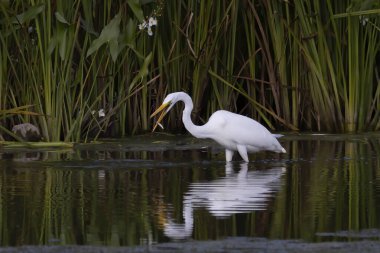 Büyük balıkçıl (Ardea alba) ava çıktı. Bu kuş aynı zamanda balıkçıl, büyük balıkçıl, büyük beyaz balıkçıl veya büyük balıkçıl olarak da bilinir..