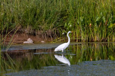 Büyük balıkçıl (Ardea alba) ava çıktı. Bu kuş aynı zamanda balıkçıl, büyük balıkçıl, büyük beyaz balıkçıl veya büyük balıkçıl olarak da bilinir..
