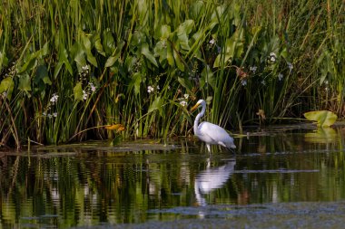 Büyük balıkçıl (Ardea alba) ava çıktı. Bu kuş aynı zamanda balıkçıl, büyük balıkçıl, büyük beyaz balıkçıl veya büyük balıkçıl olarak da bilinir..