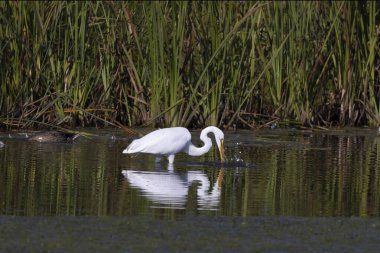 Büyük balıkçıl (Ardea alba) ava çıktı. Bu kuş aynı zamanda balıkçıl, büyük balıkçıl, büyük beyaz balıkçıl veya büyük balıkçıl olarak da bilinir..