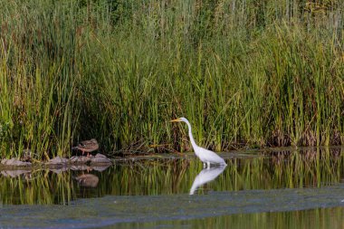 Büyük balıkçıl (Ardea alba) ava çıktı. Bu kuş aynı zamanda balıkçıl, büyük balıkçıl, büyük beyaz balıkçıl veya büyük balıkçıl olarak da bilinir..