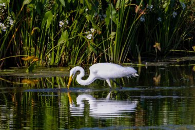 Büyük balıkçıl (Ardea alba) ava çıktı. Bu kuş aynı zamanda balıkçıl, büyük balıkçıl, büyük beyaz balıkçıl veya büyük balıkçıl olarak da bilinir..